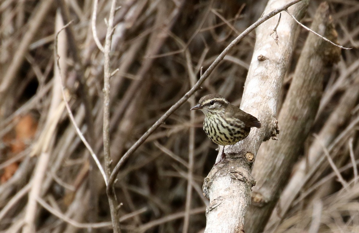 Northern Waterthrush - ML175350961