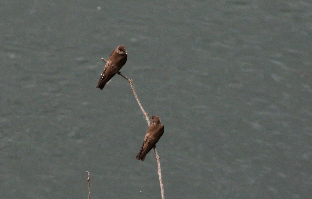 Hirondelle à ailes hérissées - ML175351121