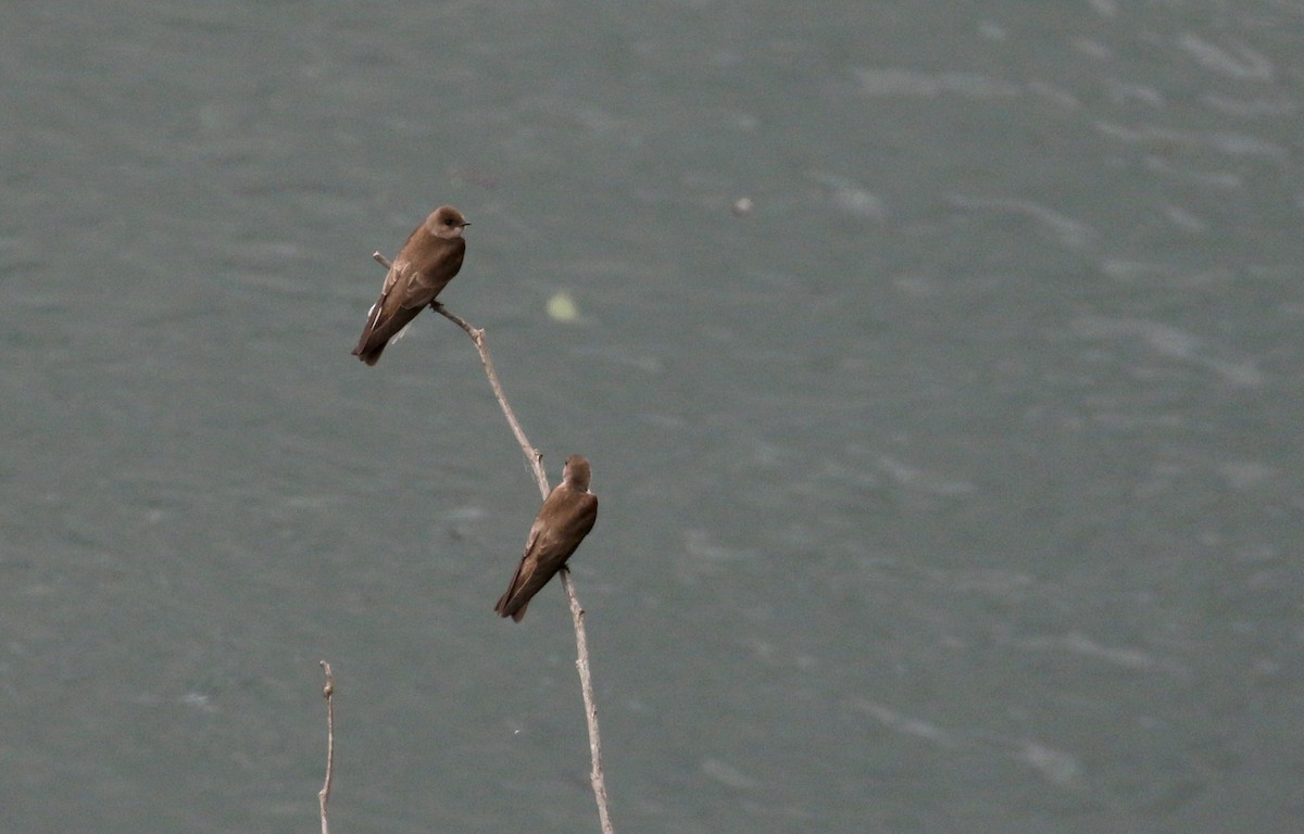 Hirondelle à ailes hérissées - ML175351131