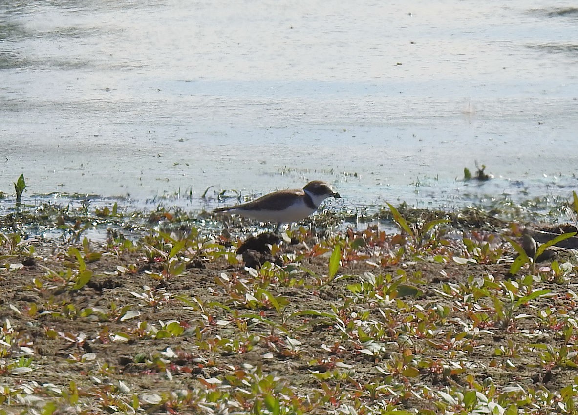 Semipalmated Plover - ML175351811