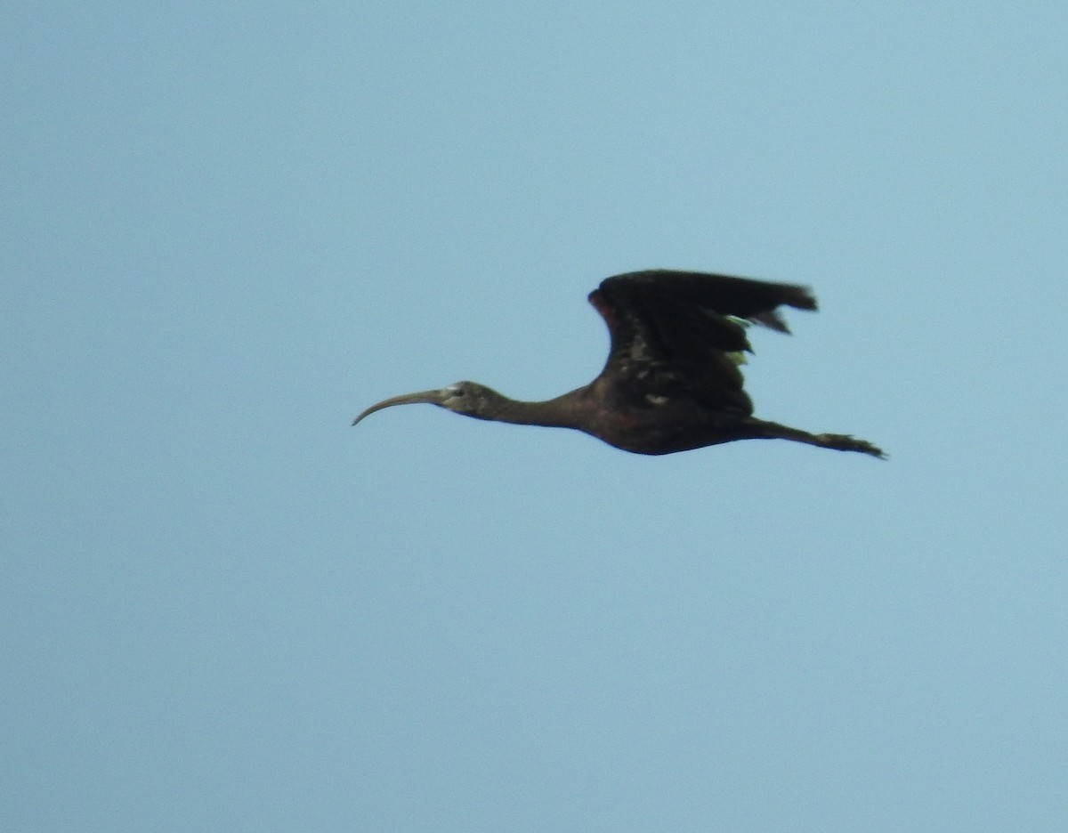 ibis hnědý - ML175353091