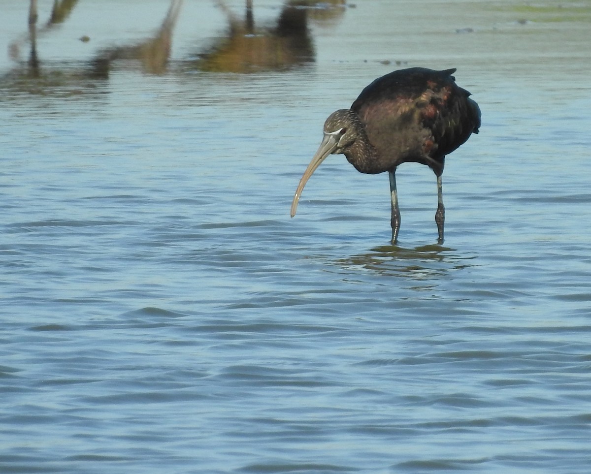 Glossy Ibis - ML175353121