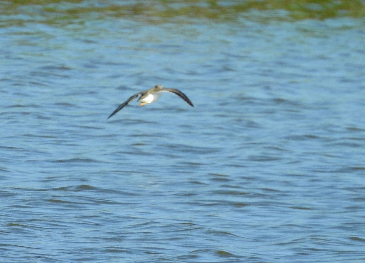 Spotted Sandpiper - ML175353801