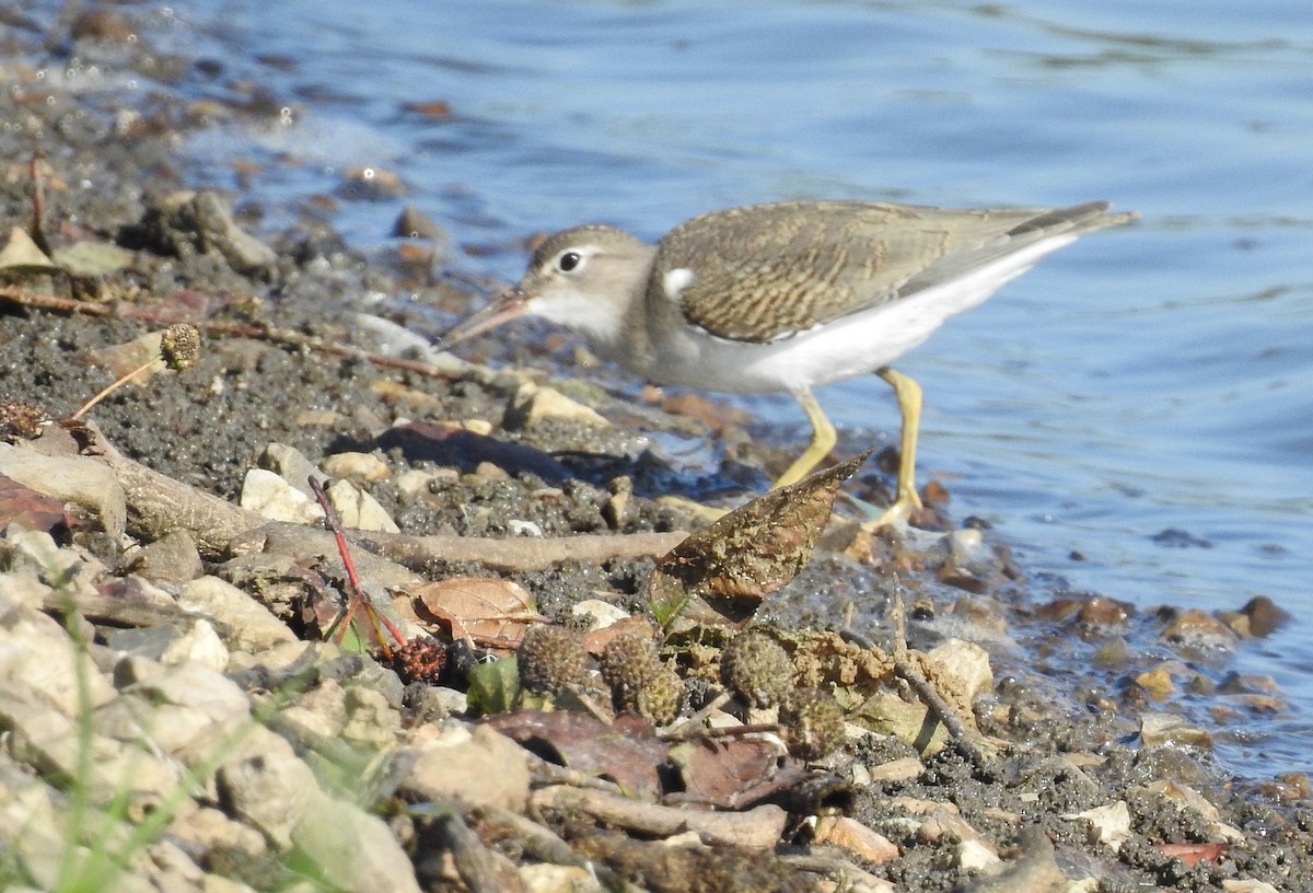 Spotted Sandpiper - ML175354351