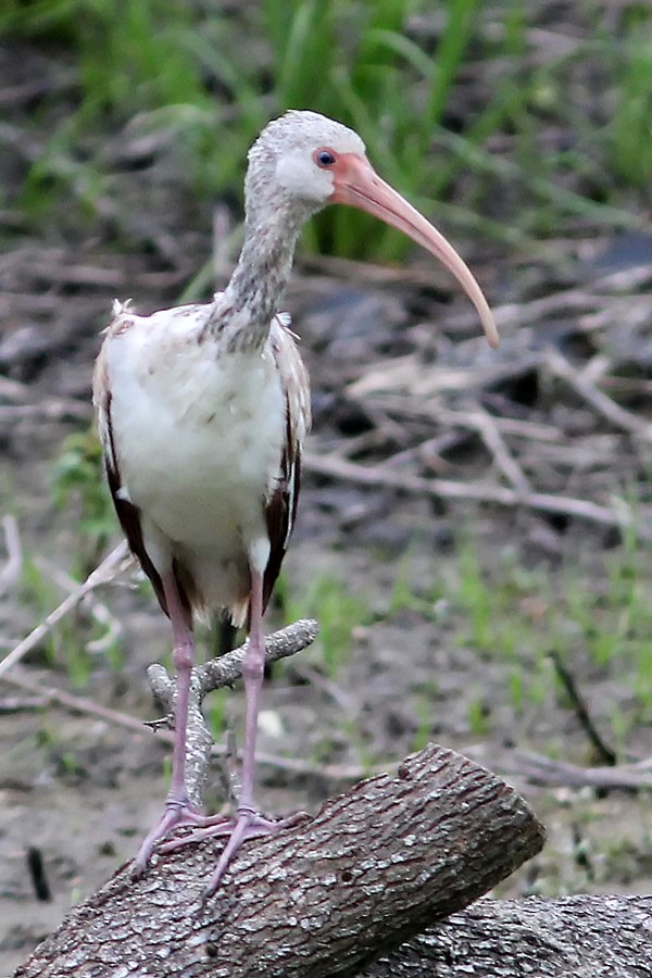 White Ibis - ML175354941