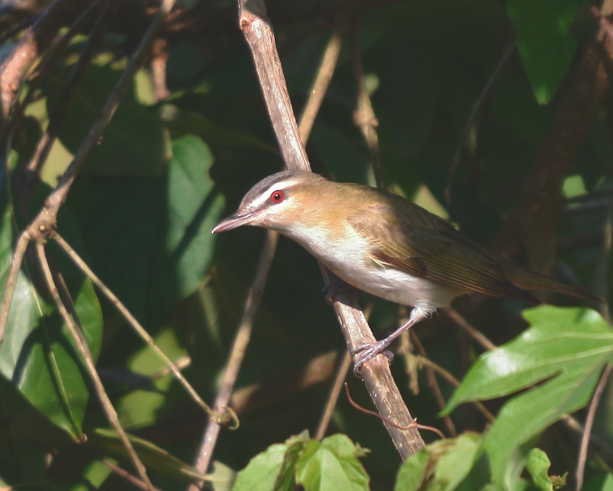 Rotaugenvireo - ML175355591