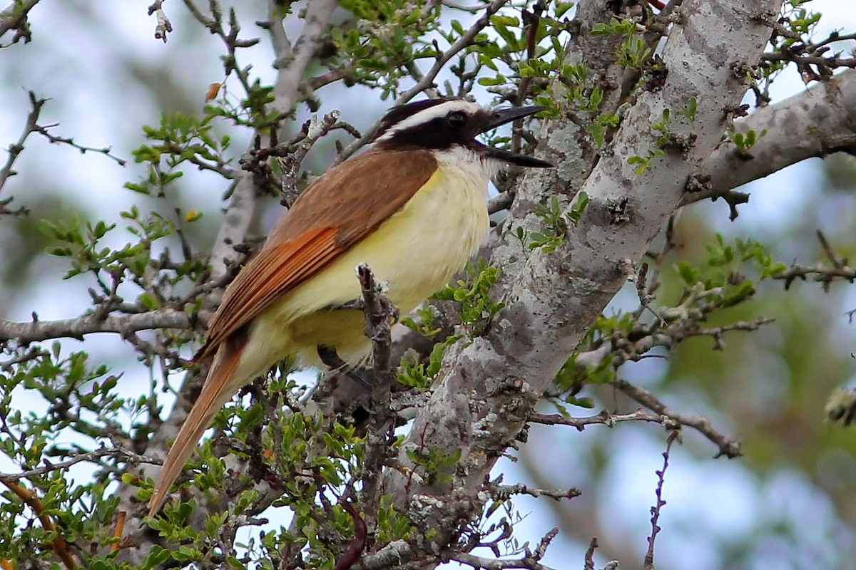 Great Kiskadee - Michael Hawk