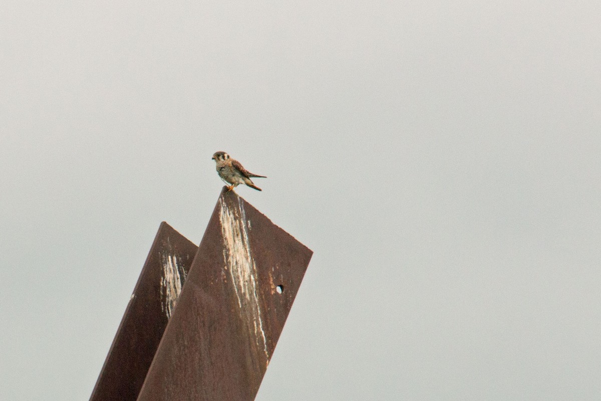 American Kestrel - ML175357541