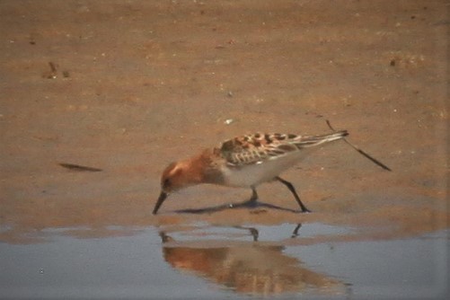 Little Stint - ML175357821