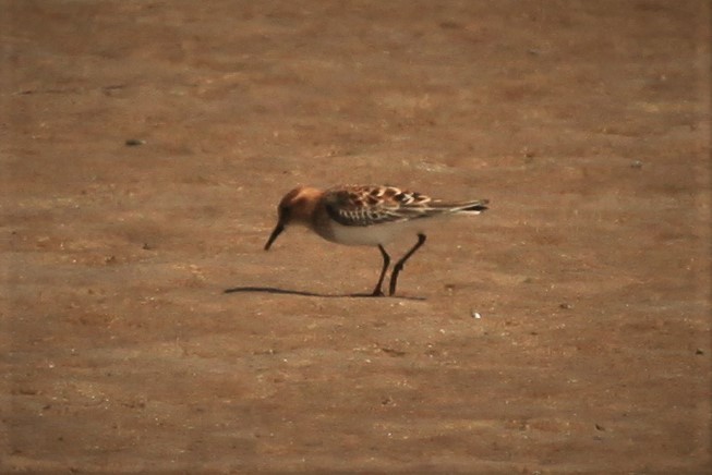 Little Stint - ML175357871