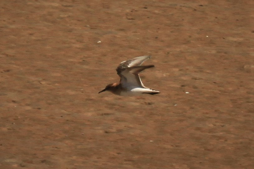 Little Stint - ML175357891