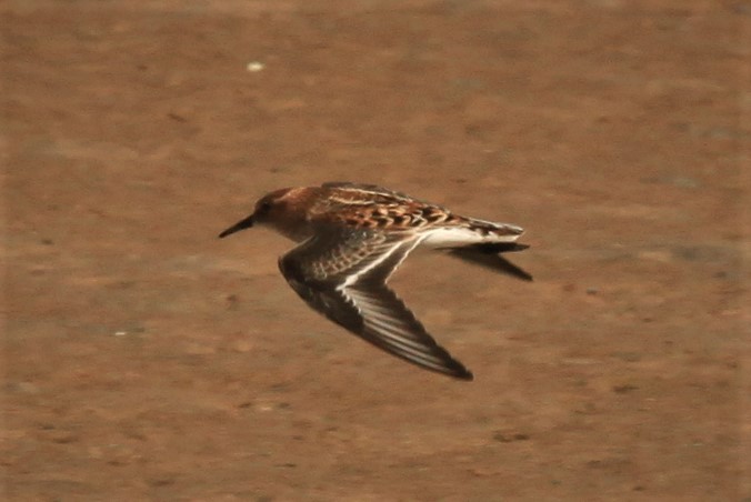 Little Stint - ML175357901