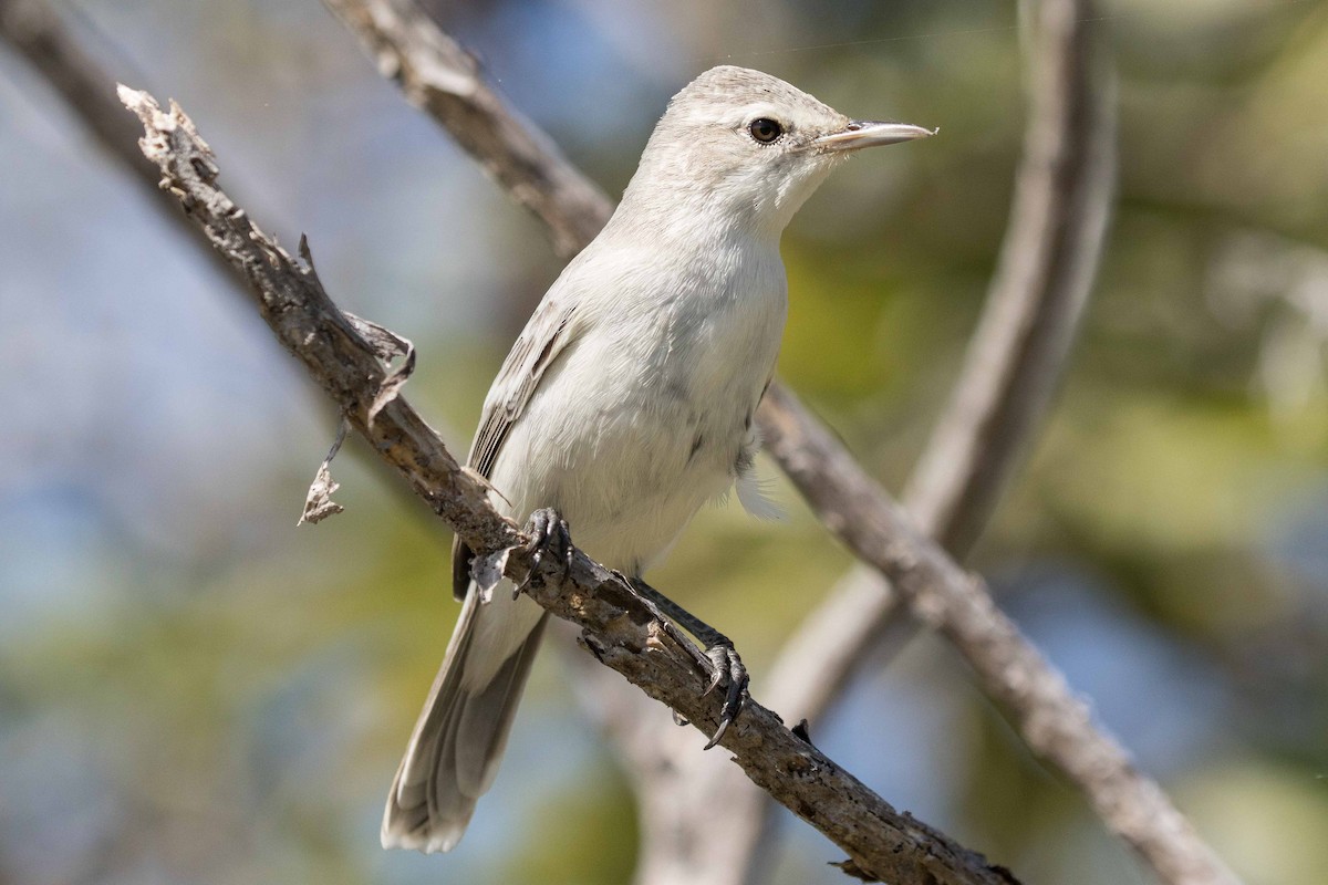 Kiritimati Reed Warbler - ML175357991