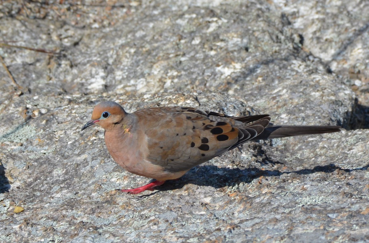 Mourning Dove - ML175358021