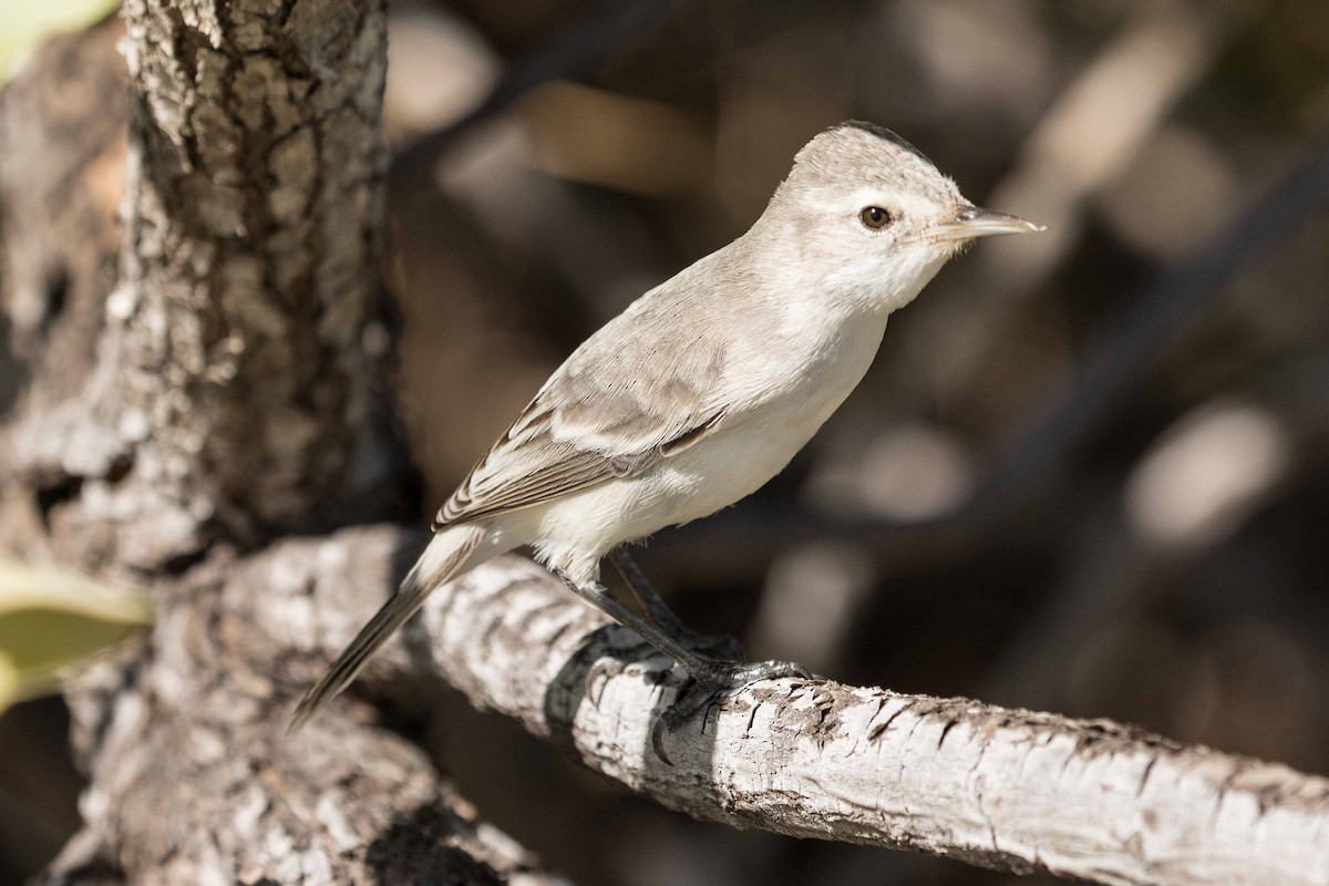 Kiritimati Reed Warbler - Eric VanderWerf