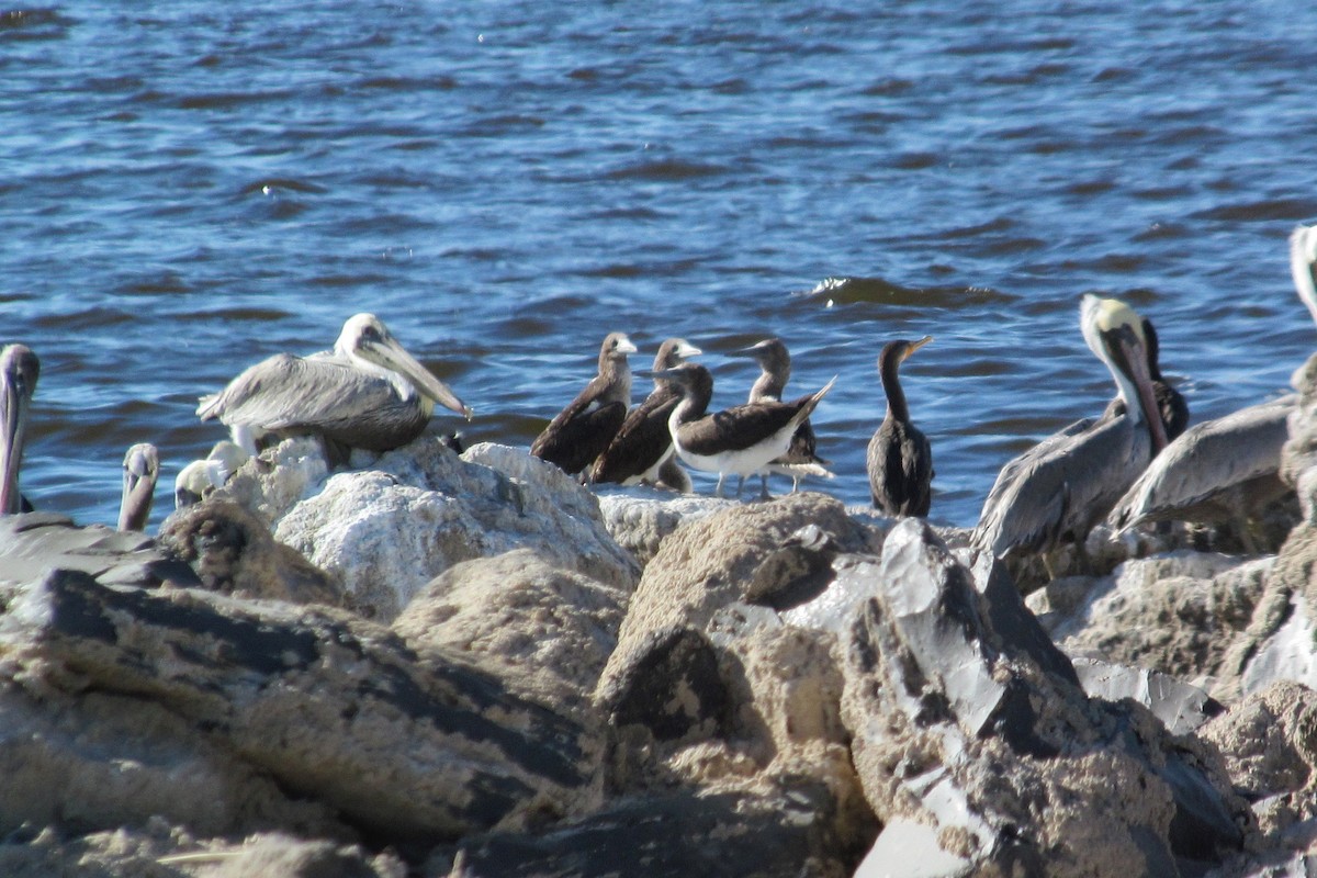 Blue-footed Booby - ML175358131