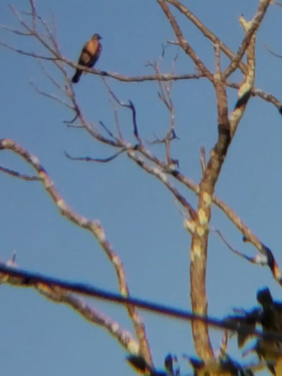 American Robin - ML175358881