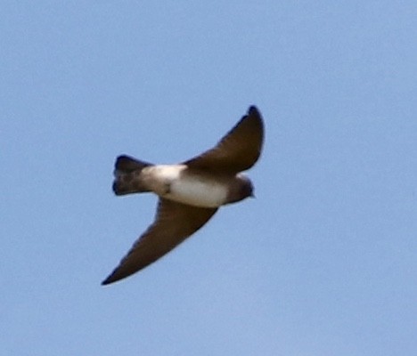 Northern Rough-winged Swallow - ML175359181