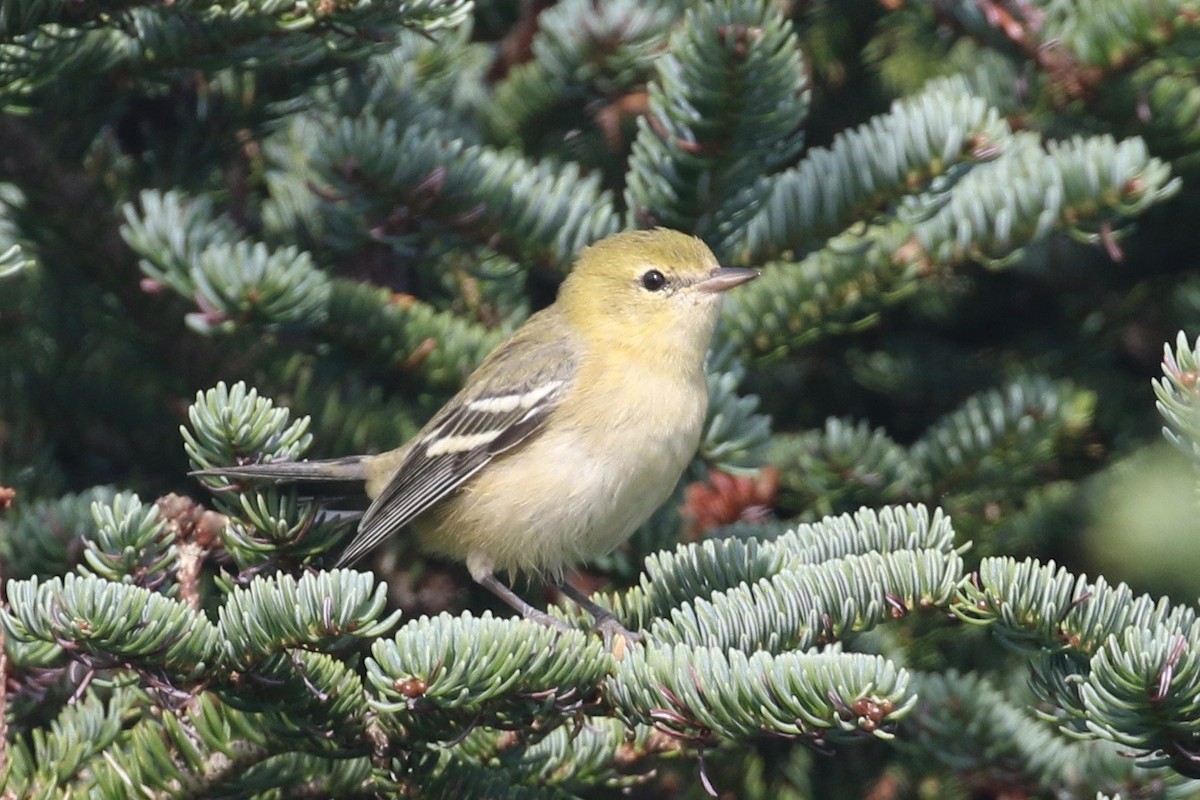 Bay-breasted Warbler - Alvan Buckley