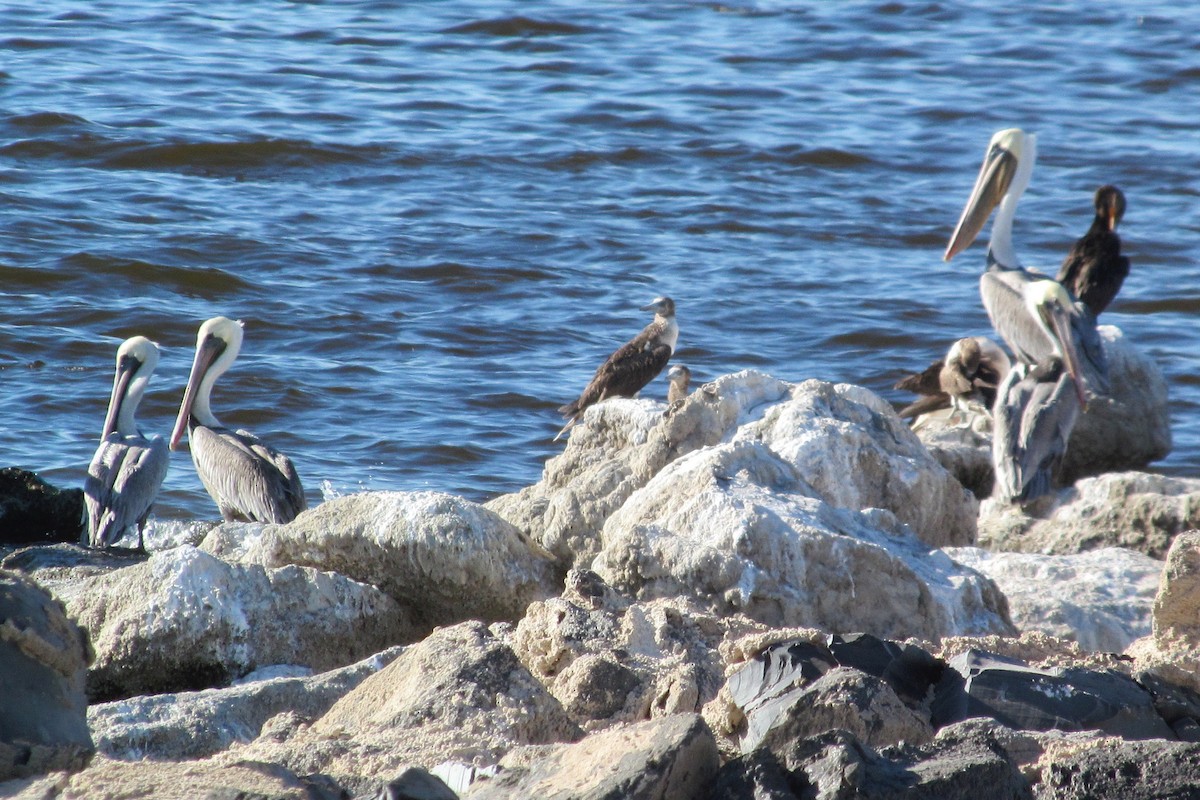 Blue-footed Booby - ML175360531