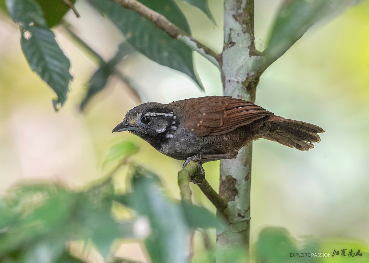 White-necked Babbler - Wai Loon Wong