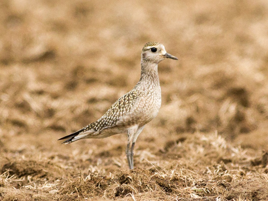 American Golden-Plover - Vincent Fyson