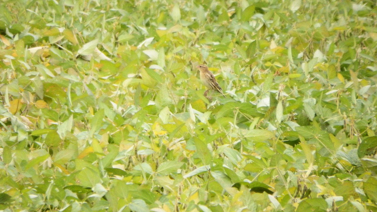 bobolink americký - ML175364291