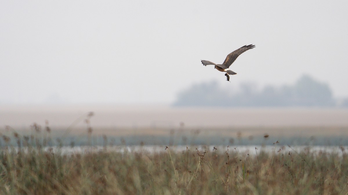 Northern Harrier - ML175366711