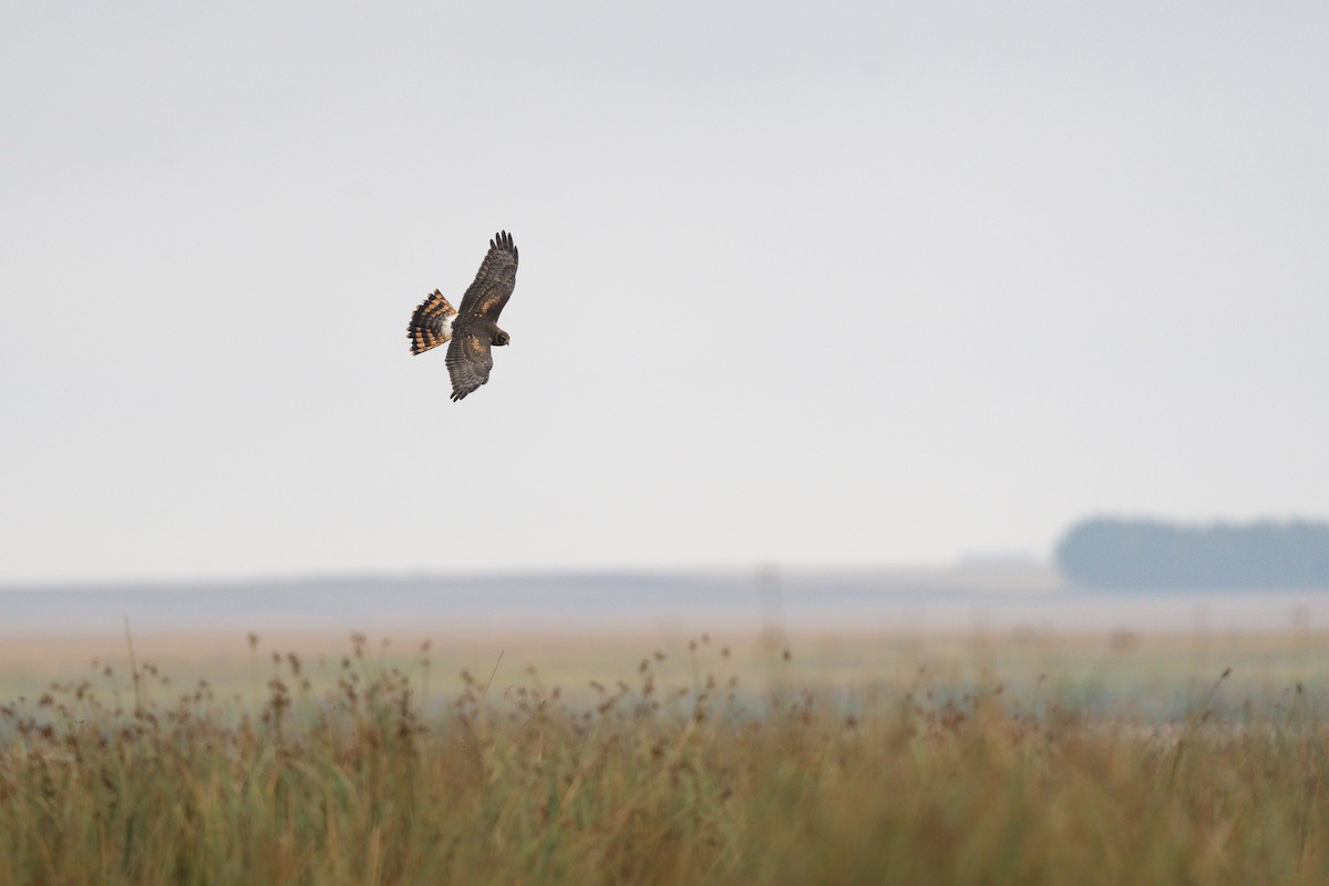 Northern Harrier - ML175366721