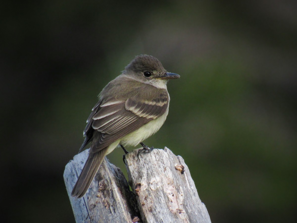 Willow Flycatcher - ML175367781