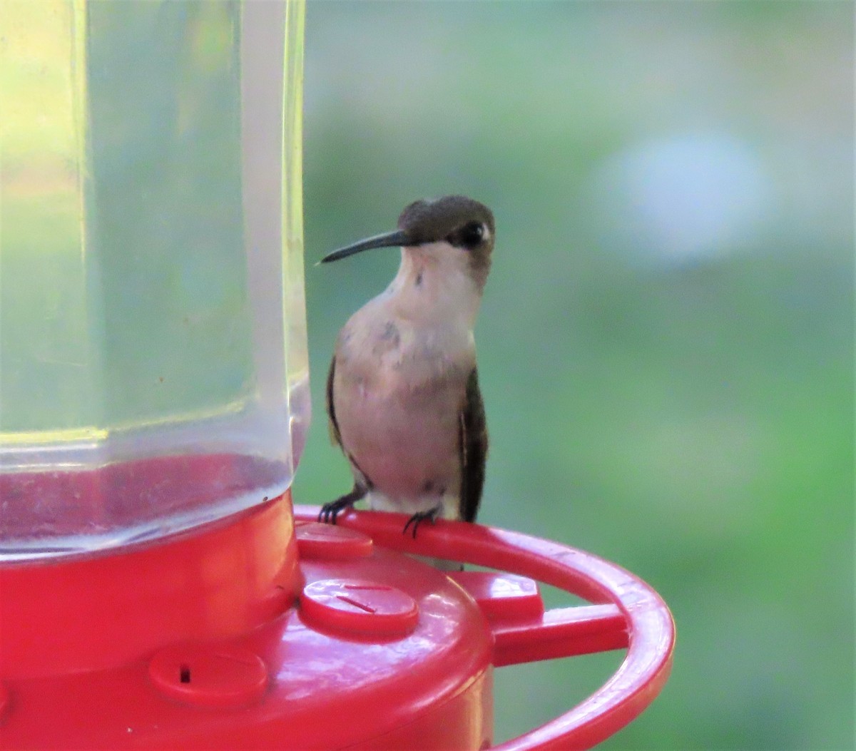 Colibri à gorge rubis - ML175372601