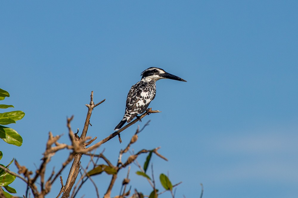 Pied Kingfisher - ML175373421