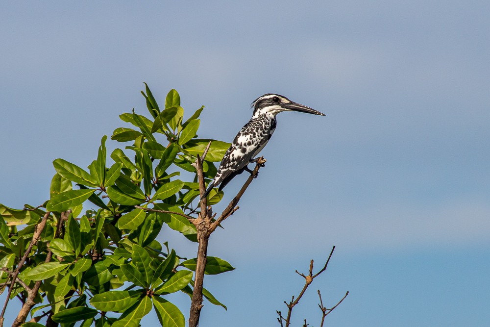 Pied Kingfisher - ML175373441