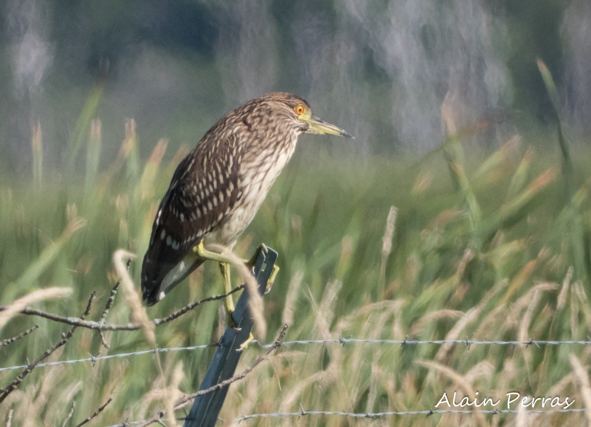 Black-crowned Night Heron - Alain Perras