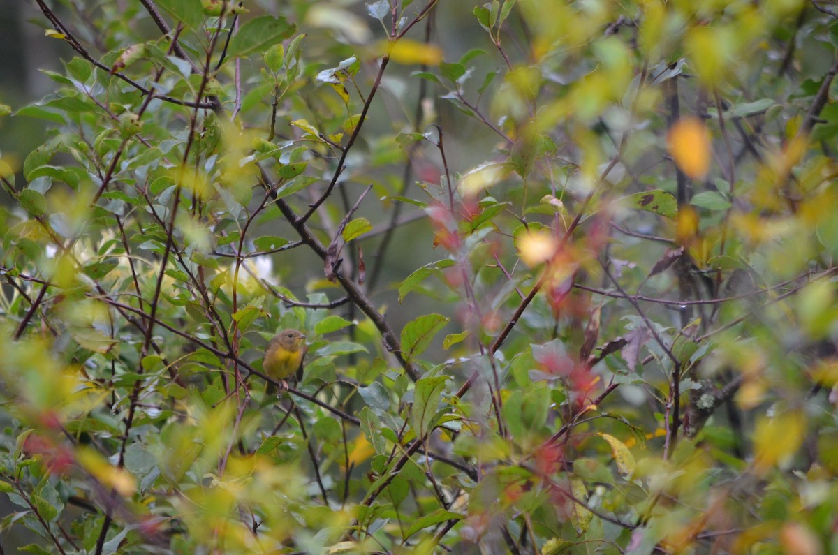 Common Yellowthroat - ML175374691