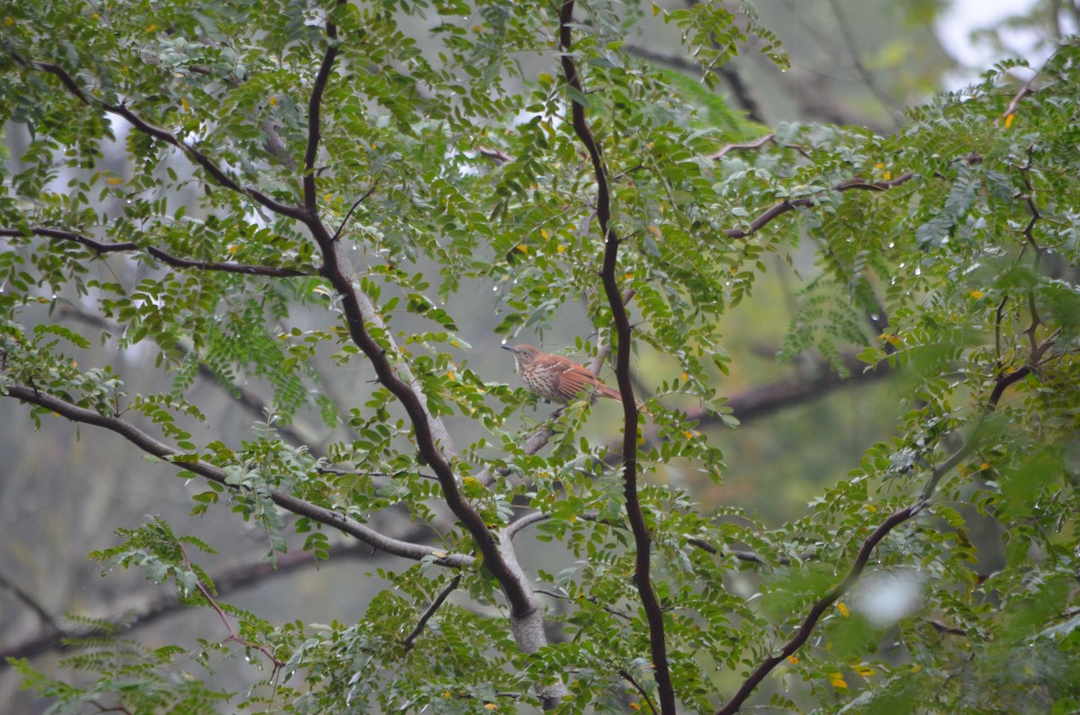 Brown Thrasher - ML175374781