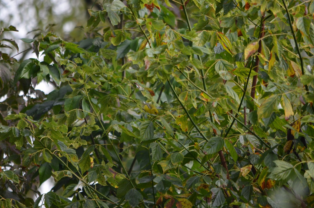 Blue-winged Warbler - ML175375011