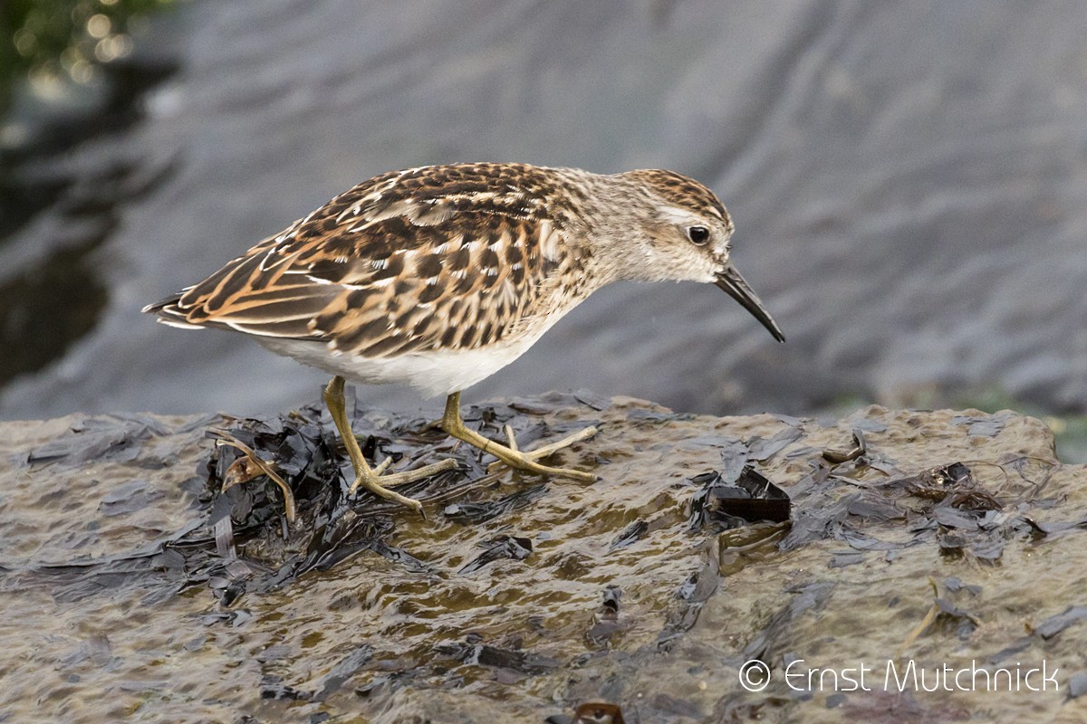 Least Sandpiper - Ernst Mutchnick