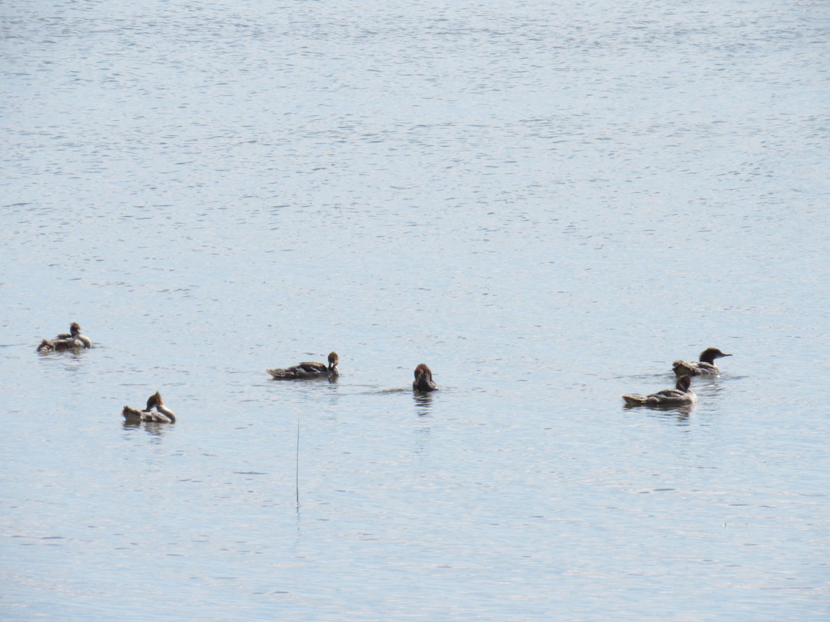 Хумхин бохио - ML175375251