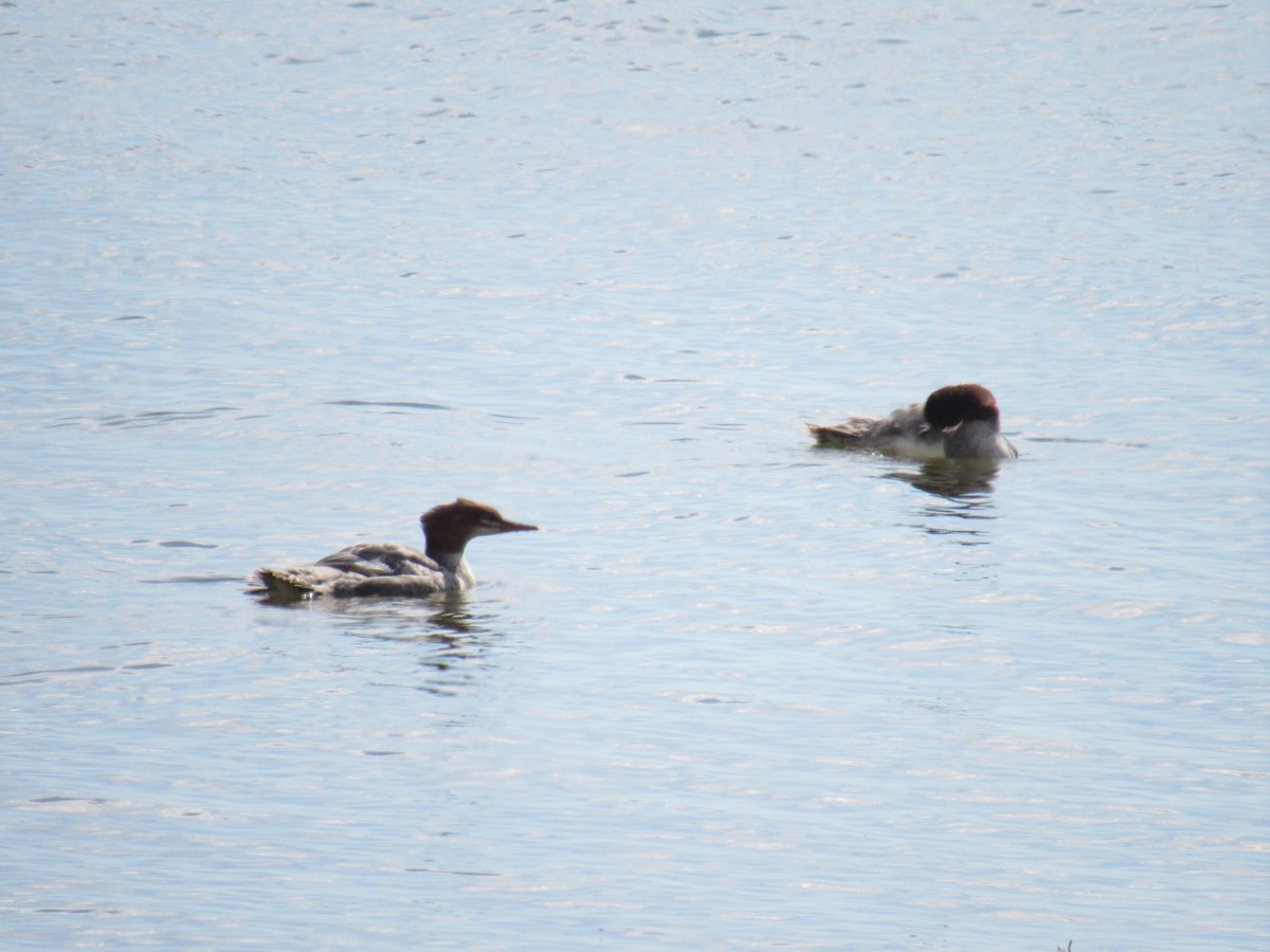 Хумхин бохио - ML175375271