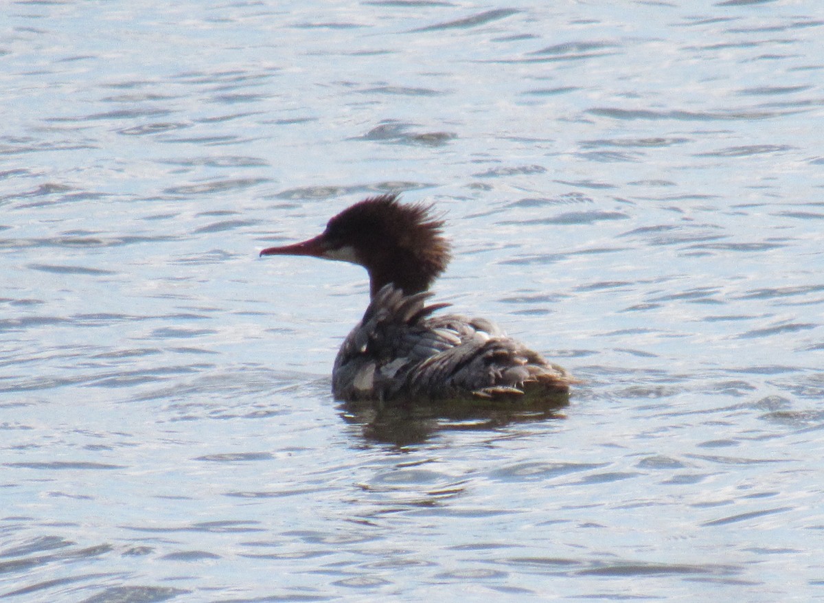 Хумхин бохио - ML175375431