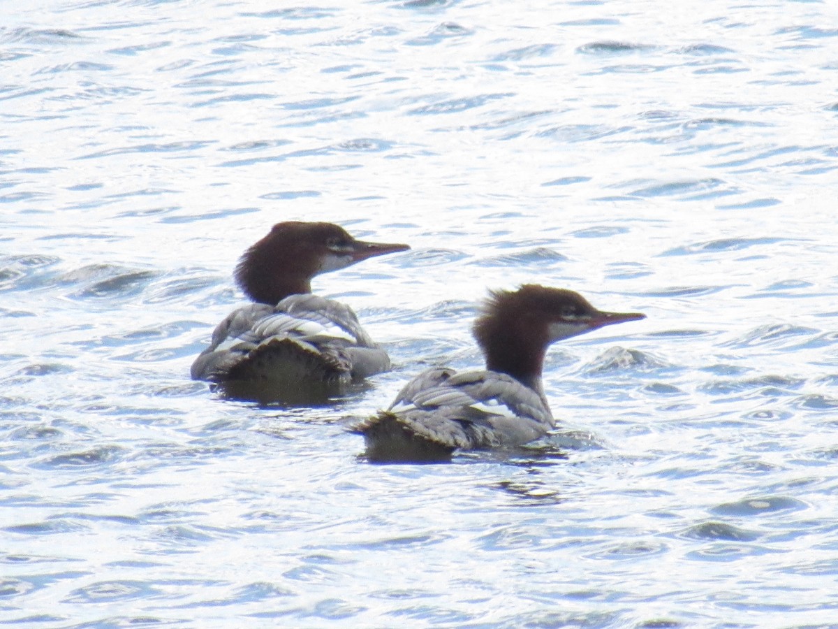 Хумхин бохио - ML175375451