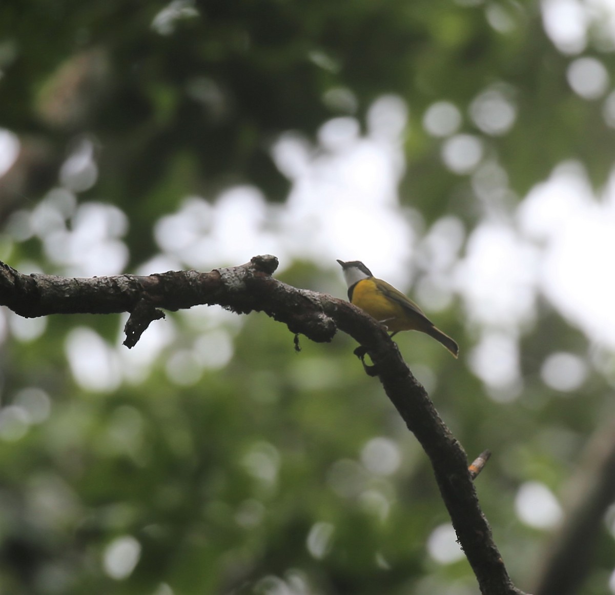 Yellow-throated Whistler - ML175376011