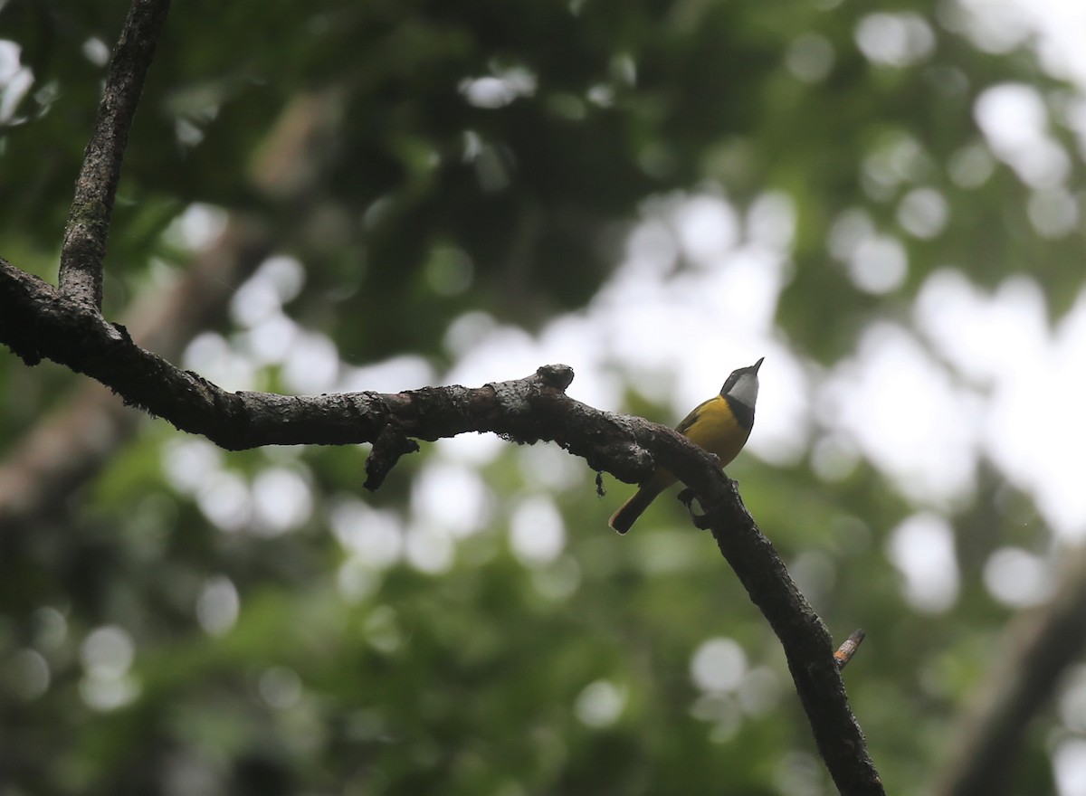 Yellow-throated Whistler - ML175376041