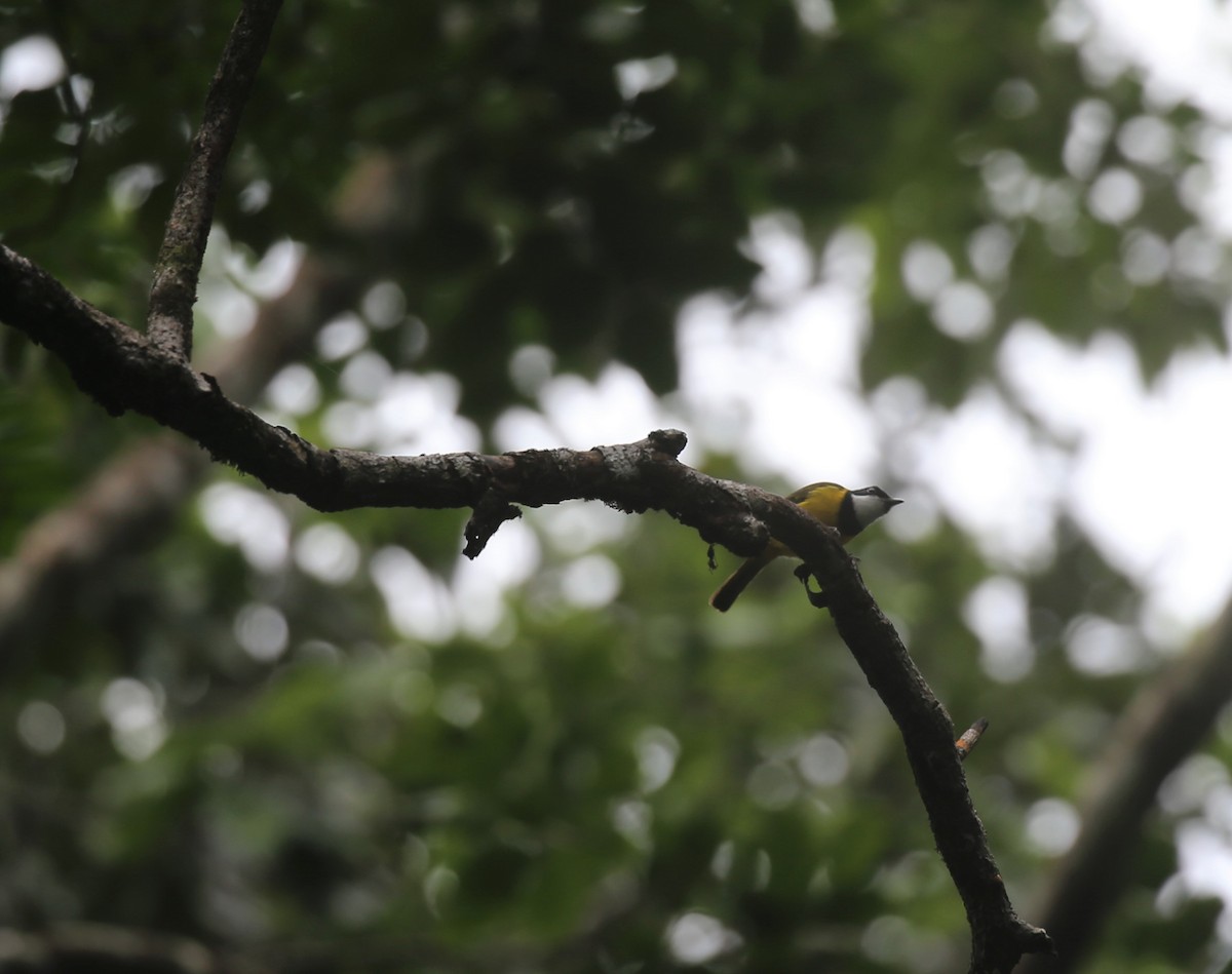 Yellow-throated Whistler - Jafet Potenzo Lopes