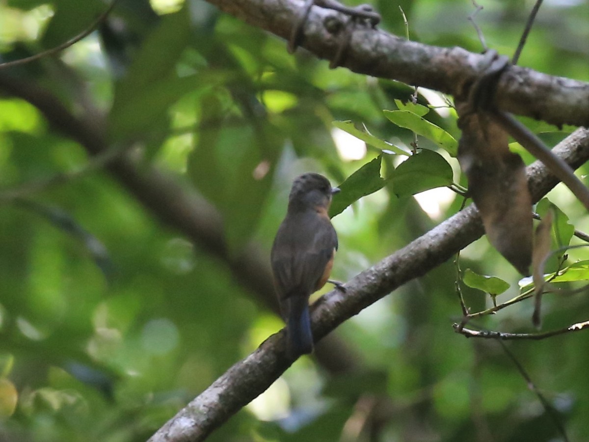 Timor Blue Flycatcher - ML175376461