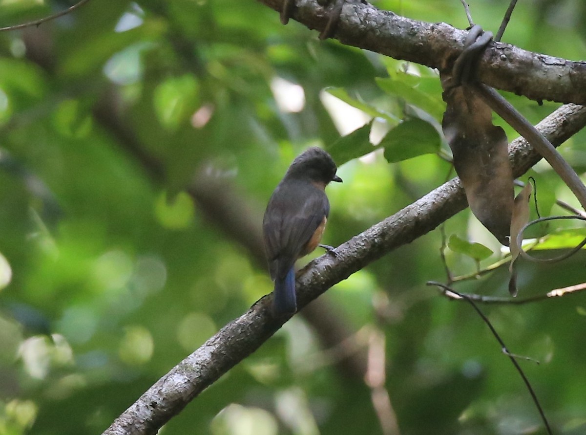 Timor Blue Flycatcher - ML175376491