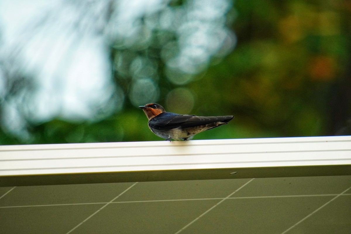 Pacific Swallow - ML175377031