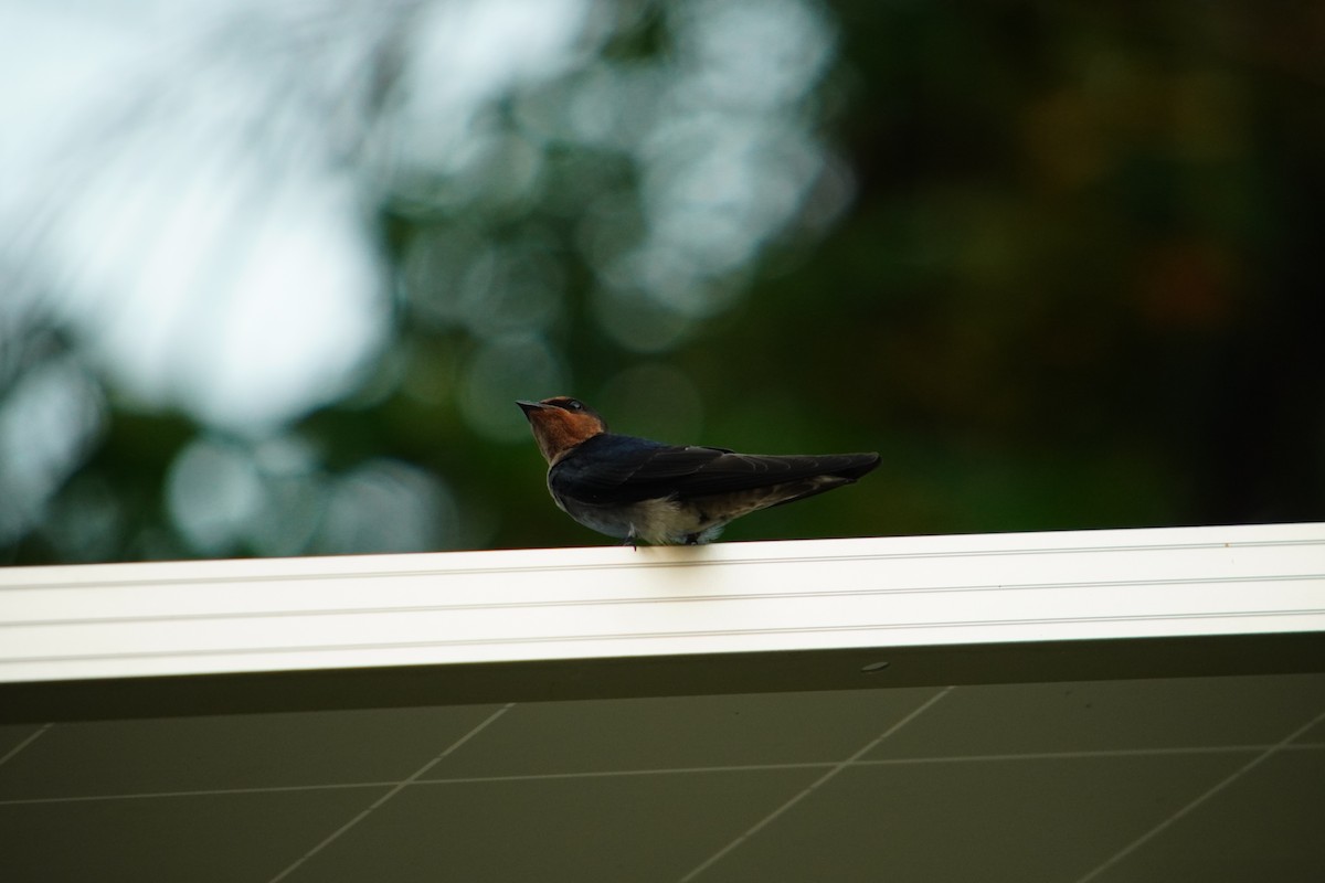 Pacific Swallow - ML175377661