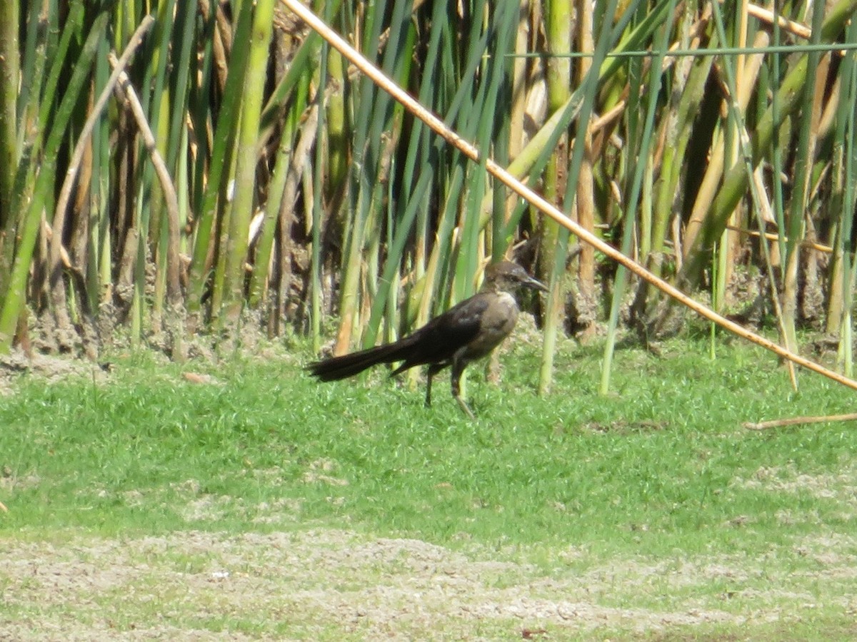 Great-tailed Grackle - ML175380181